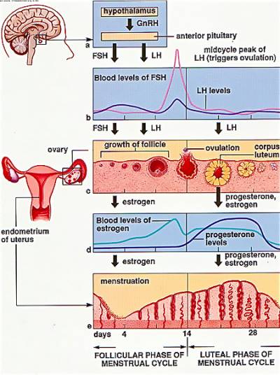 pregnancy-basal